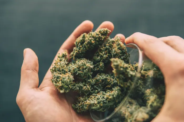 merkmale einer Cannabisblüte