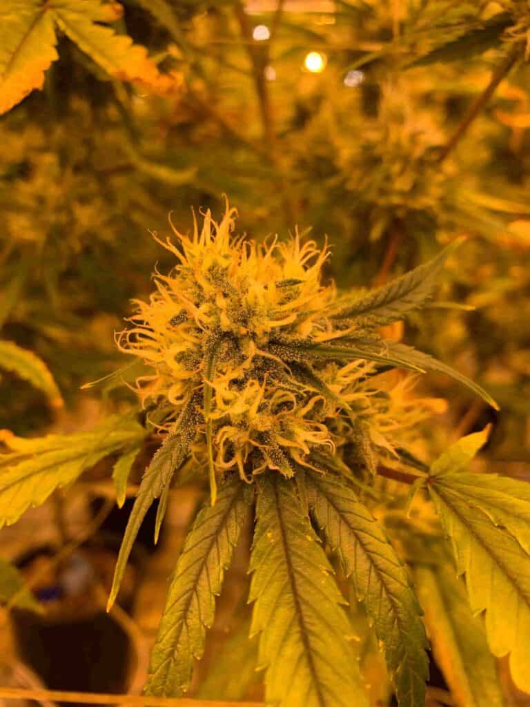 Cannabis verdampfen: Ablauf